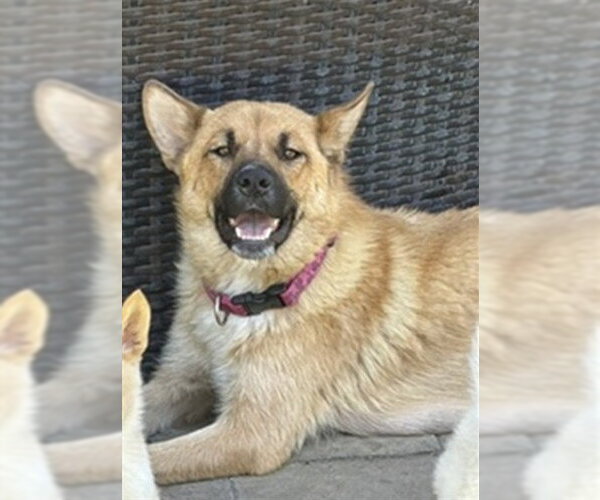 Medium Photo #2 German Shepherd Dog Puppy For Sale in San Bernardino, CA, USA