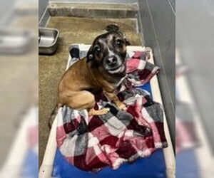 Jack Russell Terrier-Unknown Mix Dogs for adoption in Evansville, IN, USA