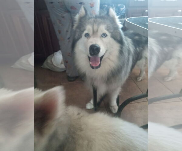 Medium Photo #17 Samoyed-Siberian Husky Mix Puppy For Sale in Pacific grove , CA, USA