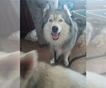 Small #16 Samoyed-Siberian Husky Mix