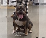 Small #6 American Bully