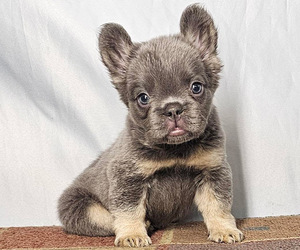 French Bulldog Puppy for sale in CHARLOTTE, NC, USA