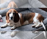 Small #4 Basset Hound