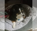 Small #2 Australian Shepherd