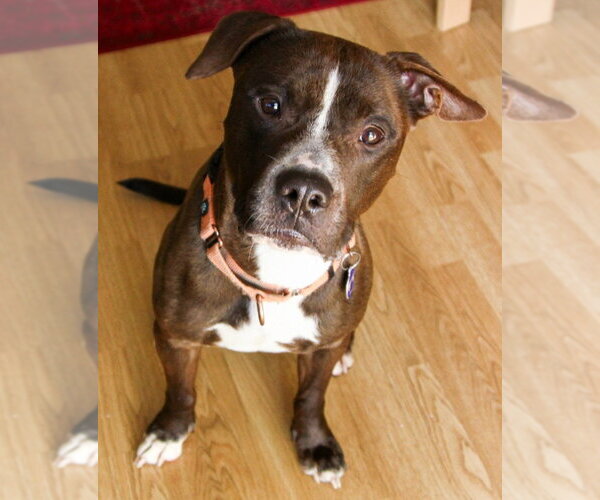 Medium Photo #5 American Staffordshire Terrier Puppy For Sale in Sayreville, NJ, NJ, USA