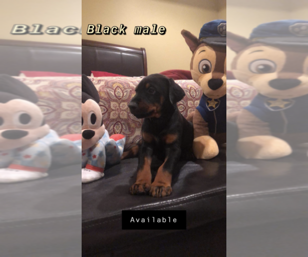 Medium Photo #1 Doberman Pinscher Puppy For Sale in PETAL, MS, USA
