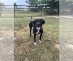 Small Photo #4 Retriever -Unknown Mix Puppy For Sale in Evansville, IN, USA