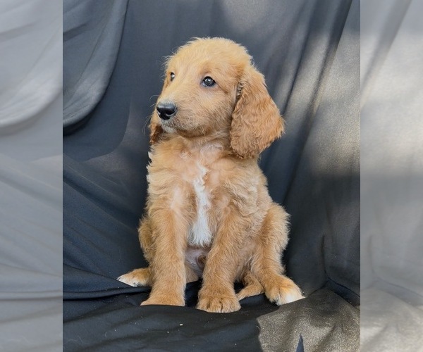 Medium Photo #3 Cavapoo-Goldendoodle Mix Puppy For Sale in KALAMAZOO, MI, USA