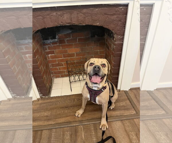 Medium Photo #16 Mutt Puppy For Sale in Virginia Beach, VA, USA
