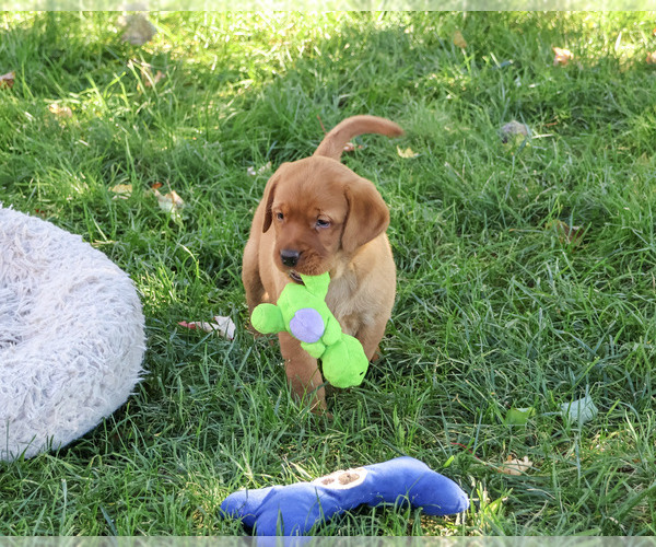 Medium Photo #4 Labrador Retriever Puppy For Sale in SYRACUSE, IN, USA