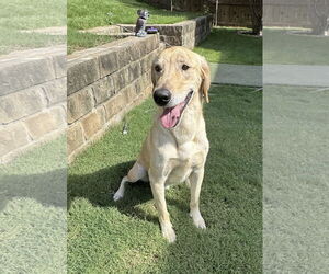 Golden Labrador Dogs for adoption in Fort Worth, TX, USA