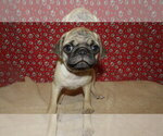 Puppy Jayson Pug