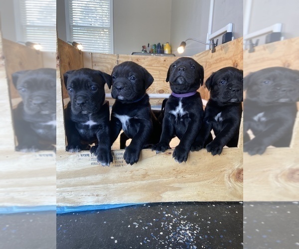 Full screen Photo #2 Cane Corso Puppy For Sale in STOCKBRIDGE, GA, USA