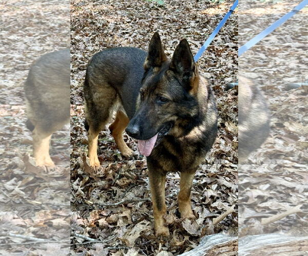 Medium Photo #5 German Shepherd Dog Puppy For Sale in New Hill, NC, USA