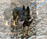 Small #4 German Shepherd Dog