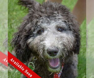 Mutt Dogs for adoption in Huntley, IL, USA