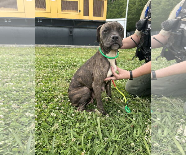 Medium Photo #7 American Pit Bull Terrier-Unknown Mix Puppy For Sale in Virginia Beach, VA, USA