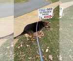 Small #12 German Shepherd Dog Mix