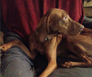 Vizsla Puppy for sale in SYLVA, NC, USA