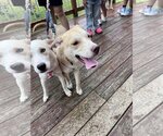 Small Photo #5 Bulldog-Huskies  Mix Puppy For Sale in Stephens City, VA, USA