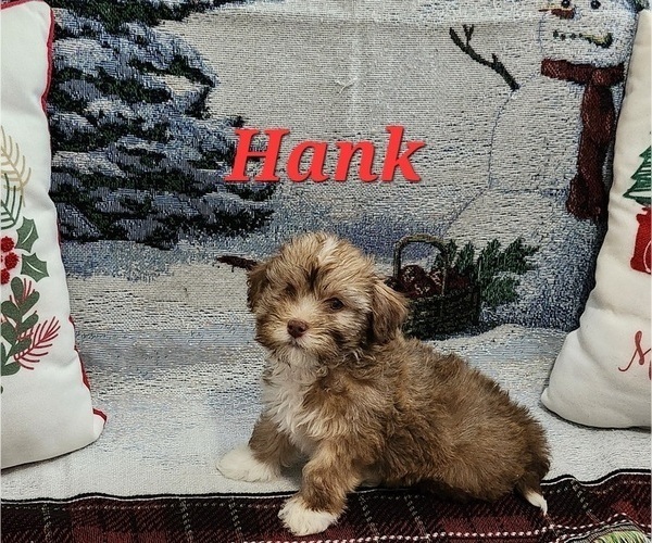 Medium Photo #47 Havanese Puppy For Sale in ALBION, PA, USA