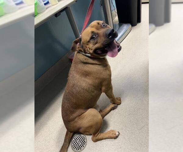 Medium Photo #1 Mutt Puppy For Sale in Newton, NC, USA