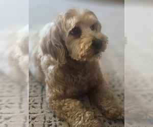 Mother of the Goldendoodle (Miniature) puppies born on 07/22/2025