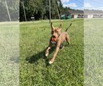 Small #1 American Pit Bull Terrier-Labrador Retriever Mix