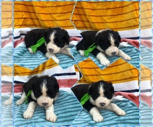 Aussiedoodle Puppy for sale in BLOOMFIELD, MO, USA