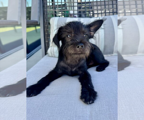 Medium Photo #4 Mutt Puppy For Sale in Marina Del Rey, CA, USA