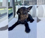 Small #3 Mutt