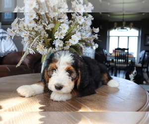 Bernedoodle Puppy for sale in EASTON, MO, USA