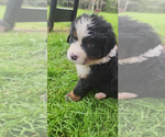 Puppy Bunsen Bernese Mountain Dog