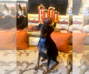Klaus - Male Doberman Pinscher Dog for Adoption