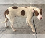 Small #2 Mutt