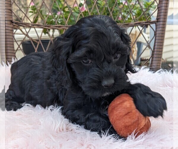 Medium Photo #14 Cock-A-Poo Puppy For Sale in SALEM, MO, USA