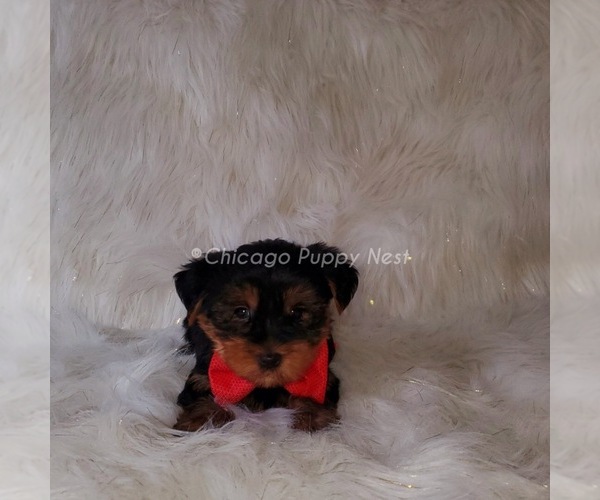 Medium Photo #4 Yorkshire Terrier Puppy For Sale in OAK PARK, IL, USA