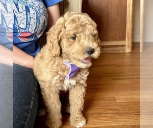 Goldendoodle (Miniature) Puppy for sale in ROY, UT, USA