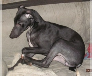 Italian Greyhound Puppy for sale in GRAHAM, WA, USA