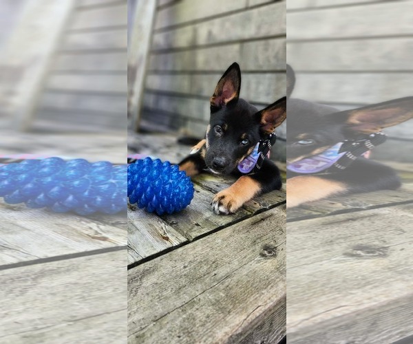 Medium Photo #2 Gerberian Shepsky Puppy For Sale in Oro Medonte, Ontario, Canada