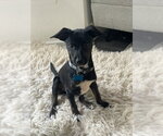 Small #4 Mutt