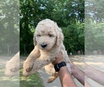 Small Photo #1 Goldendoodle Puppy For Sale in BRKN ARW, OK, USA