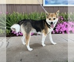 Small Photo #1 Shiba Inu Puppy For Sale in COLORADO SPRINGS, CO, USA