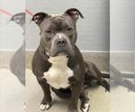 Small American Pit Bull Terrier Mix