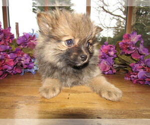 Pomeranian Puppy for sale in SOUTH BEND, IN, USA