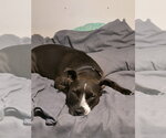 Small #2 Staffordshire Bull Terrier