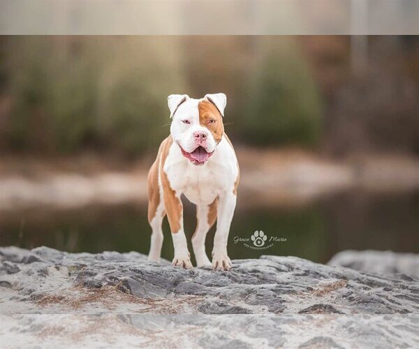 Medium Photo #6 American Pit Bull Terrier-Bulldog Mix Puppy For Sale in St. Ann, MO, USA