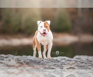 Karma - Female American Pit Bull Terrier-Bulldog Mix Dog for Adoption - Photo #6