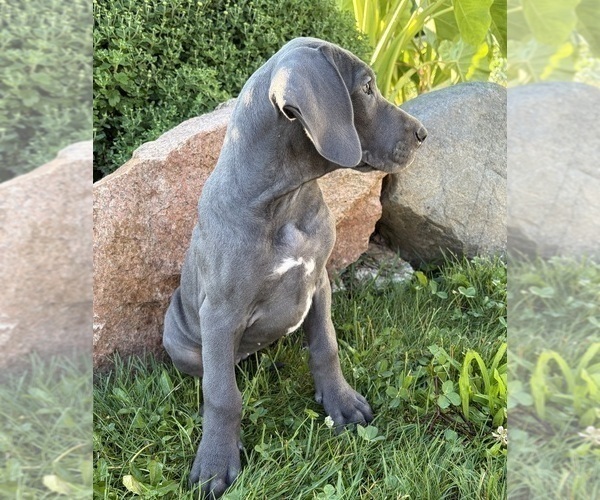 Medium Photo #5 Great Dane Puppy For Sale in MIDDLEBURY, IN, USA