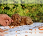 Small #3 Poodle (Toy)